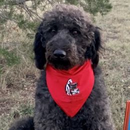 Ace - Labradoodle