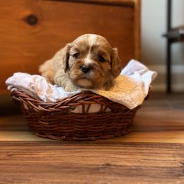 Cavalier King Charles Spaniel and Cavapoo Puppies from Cavaliers of Windsor