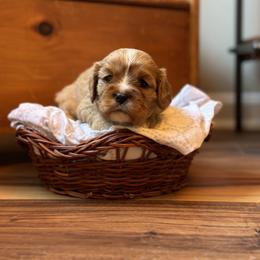 Cavalier King Charles Spaniel and Cavapoo Puppies from Cavaliers of Windsor