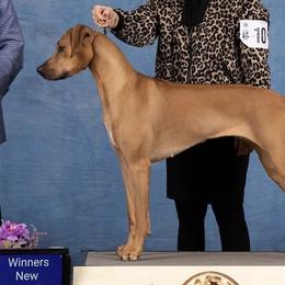 Rhodesian Ridgebacks from Oxford Ridgebacks