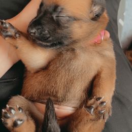 Belgian Malinois Puppies from Pyrex Kennels