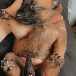 Belgian Malinois Puppies from Pyrex Kennels