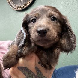 Truffles - Chocolate female Dachshund puppy in Cabool, Missouri from Dachshund's of Country Magic Farms in Missouri