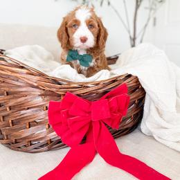 Bernedoodle and Cavapoo Puppies from Wonderful World Doodles