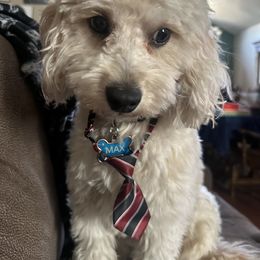 Cavapoo All Grown Up from Molly’s Babies