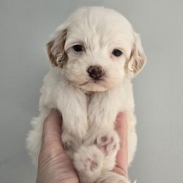 Emily - 1 lb - Parti female Goldendoodle puppy in Floyd, Virginia from Hearts and Paws Poodles and Doodles