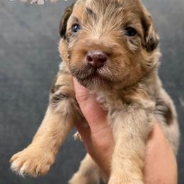 Gibbs - Brown merle male Aussiedoodle puppy in Vinemont, Alabama from Cotton Country Kennels