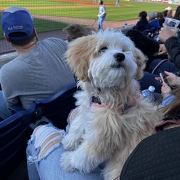 Aussiedoodle All Grown Up from White Pine Farm