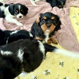 Cavalier King Charles Spaniel Puppies from The Cavi Pack