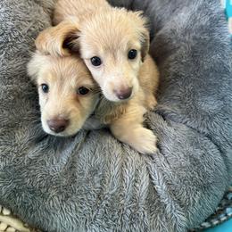 Dachshund Puppies from Hillside Hounds