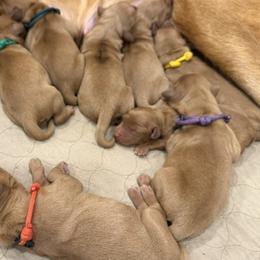 Yellow Collar - Dark golden female Golden Retriever puppy in Turtlepoint, Pennsylvania from Allegheny River Retrievers