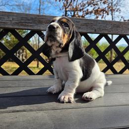 Rico - Black brown and white male Basset Hound puppy in Denison, Texas from Emma Lou's Baby Bassets