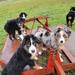 Australian Shepherd Puppies from LieberAussie