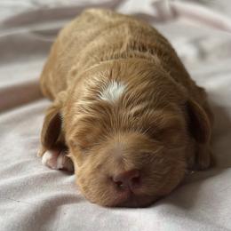 Boy 1 - Red male Cockapoo puppy in Colorado Springs, Colorado from Garrett Doodles