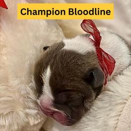 Sapphire - Blue tri-color female Bulldog puppy in Tremonton, Utah from Snuggle Pups
