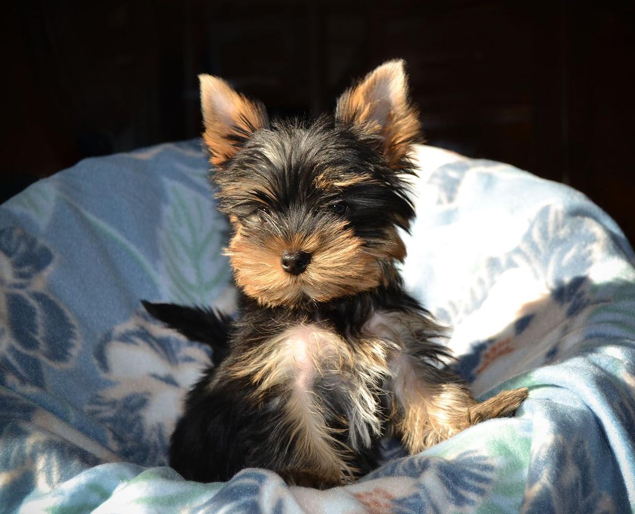 Yorkie puppy sits in a blue basket