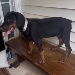 Nina - Black and rust female Doberman Pinscher puppy in Mc Donough, Georgia from Davis Doberman Pinschers