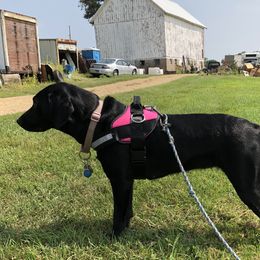 Dixie - Labrador Retriever