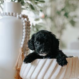 Red Boy F1B Mini Goldendoodle - Black male Goldendoodle puppy in Mckinney, Texas from Doodles of North Tx