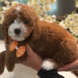 Frosty - Red  female Goldendoodle puppy in Yuciapa, California from AlltheDoodlez_