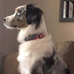 Aussiedoodles and Goldendoodles from Sweet Canaan Farm - Doodles