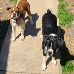 Boxers and Chihuahuas from Wilson's Boxers