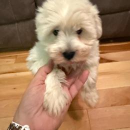 Remington (green collar) - White male Miniature Schnauzer puppy in Lockney, West Virginia from S&T Kennels