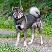 Suki - Shikoku