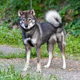 Suki - Shikoku