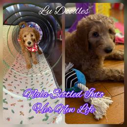 Goldendoodle Puppies from Lu Doodles