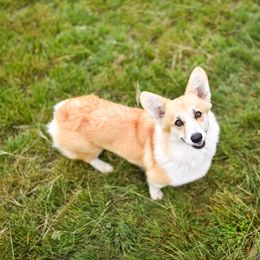 Violet - Pembroke Welsh Corgi