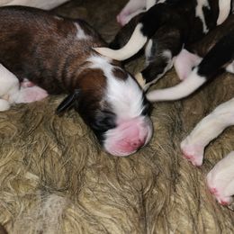 Saint Bernard Puppies from Amber's Saint Bernards