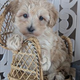 Storm - Cream male Havapoo puppy in Burlington, Iowa from River View Puppies