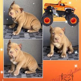 El Toro Loco - Red American Bully puppy in El Paso, Texas from PaPaws Gotta Love It Kennels