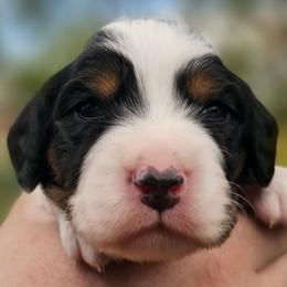 Girl 4 - Tri - 2 spots on back - Blue belton and tan (tri-color) female English Setter puppy in Boise, Idaho from English Setters of the Eyrie