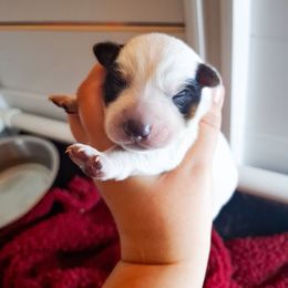 Owl (ASDR) - Blue speckled male Australian Cattle Dog puppy in Marana, Arizona from Impact 3rd Australian Cattle Dogs