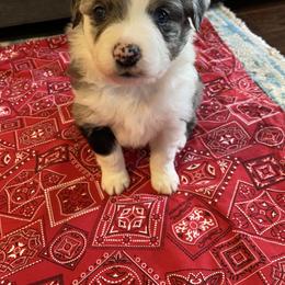 "Pongo" Australian Shepherd Puppies from 101 Aussies