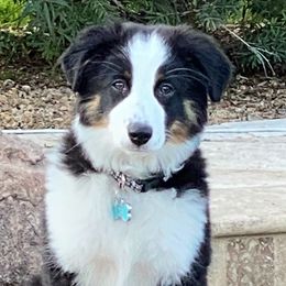 Miniature Australian Shepherds from Double M Ranch Mini Aussies