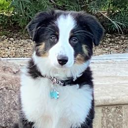 Miniature Australian Shepherds from Double M Ranch Mini Aussies