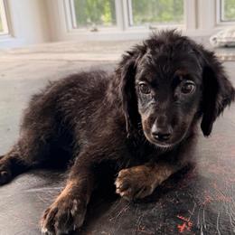 Daisy - Phantom female Bernedoodle puppy in North Royalton, Ohio from Johnson's Doodles