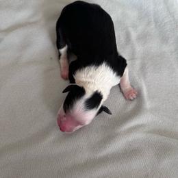 Girl 3 - Black tri-color female Aussiedoodle puppy in Reddick, Florida from Cooper’s Mini Doodles