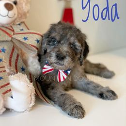 Goldendoodle Puppies from Ivie Mountain Doodles