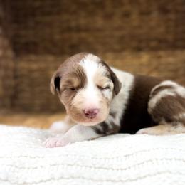 Snickers - Red merle male Australian Shepherd puppy in Unionville, Iowa from Soap Creek Kennels