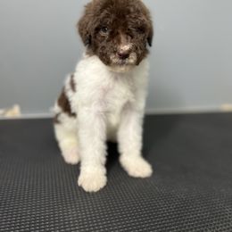Poodle Puppies from Magnolia Scarlette Poodles