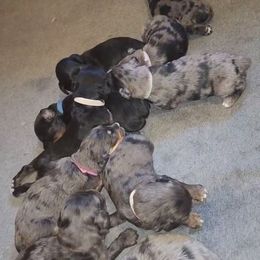Boxer and Golden Aussiedoodle Puppies from Hawk Creek Farm - Boxers and Golden Aussiedoodles