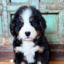 White collar girl - Black rust and white female Bernese Mountain Dog puppy in Altura, Minnesota from Bluffside Berners