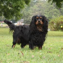 Remy - Cavalier King Charles Spaniel