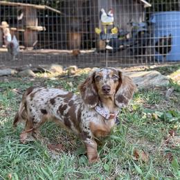 Dachshunds and English Springer Spaniels from Ridgeview Springers & Dachshunds