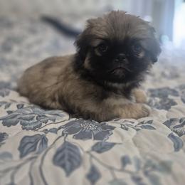 Sweet Girl Gray - Fawn sable female Pekingese puppy in Chehalis, Washington from Megan's Pekingese