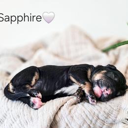 Sapphire - Phantom female Poodle puppy in Gaylord, Michigan from Dog Mom Co. Poodles